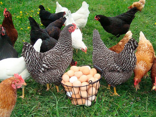Содержание кур и уход за ними | ЗооТом - продажа, вязка и услуги для животных в Ельне