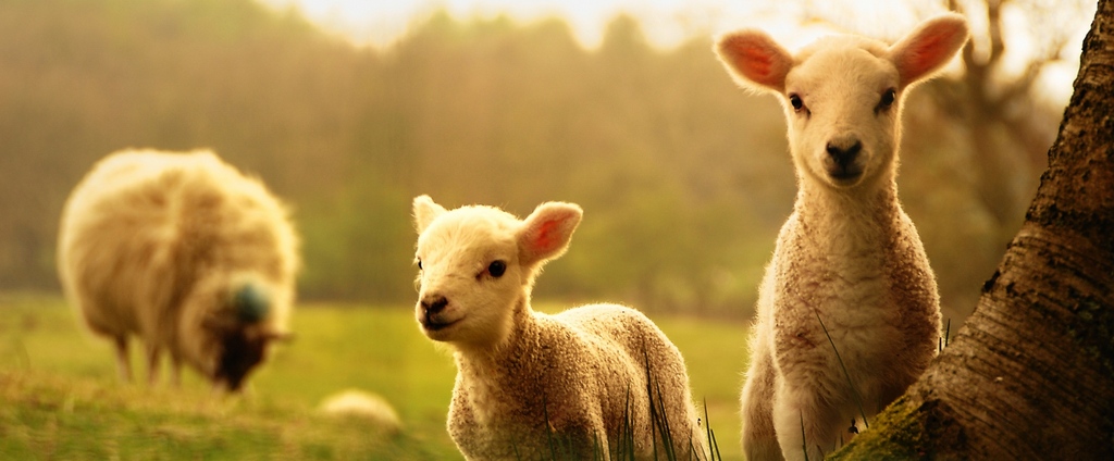 Объявления о сельскохозяйственных животных | ЗооТом - продажа, вязка и услуги для животных в Ельне