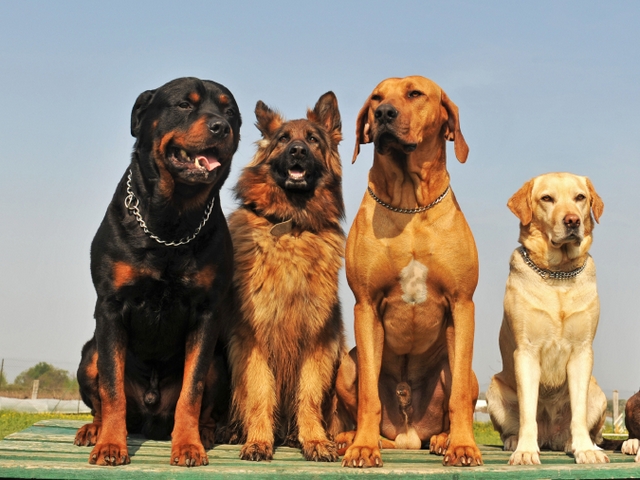 Крупные породы собак в Ельне | ЗооТом портал о животных