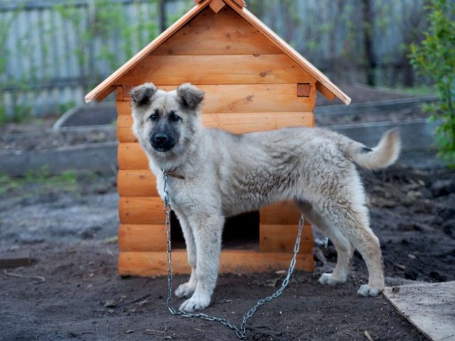 Все о собаках в Ельне